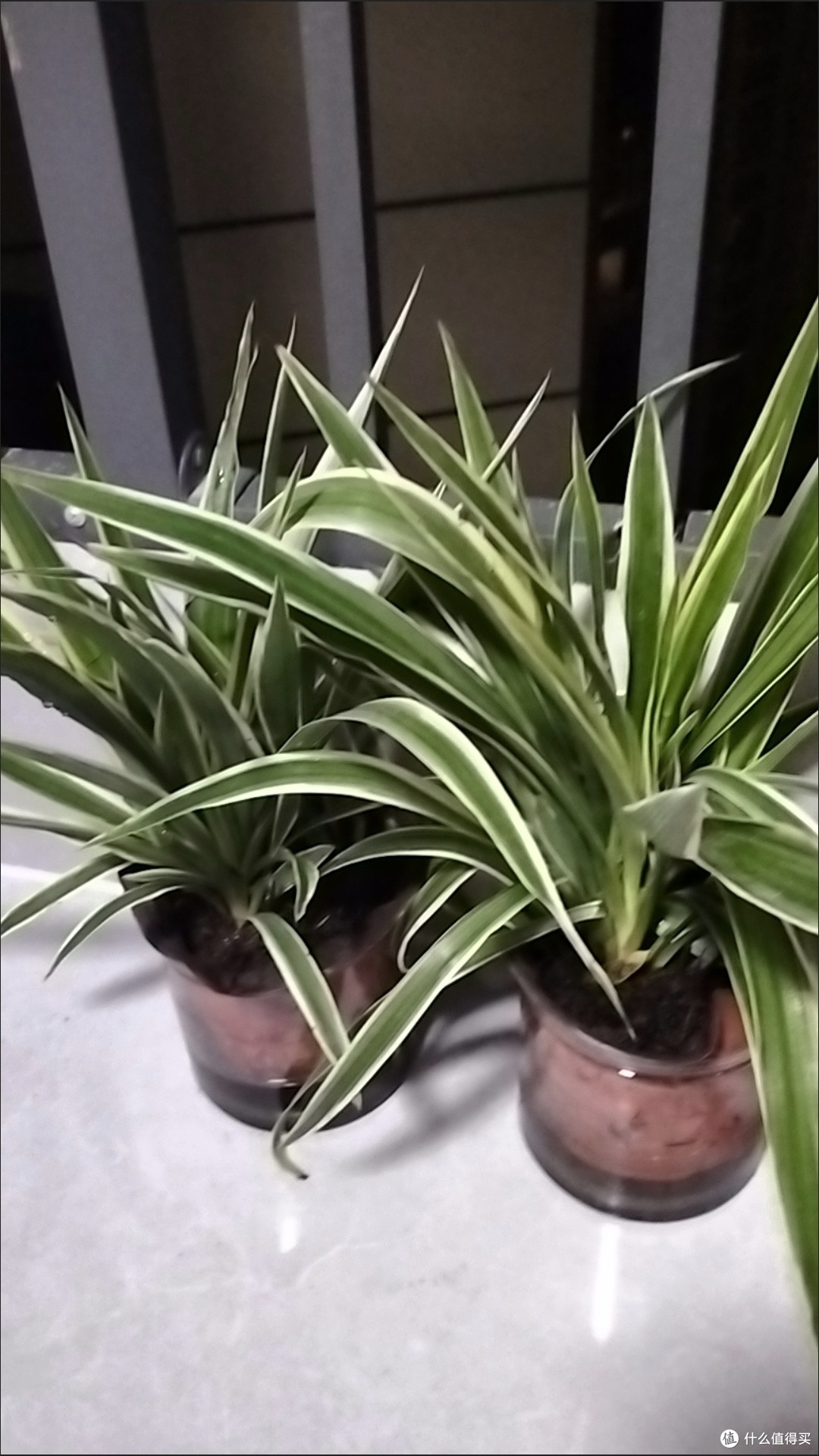 这4种植物既美又实用,轻松打造绿色氧吧