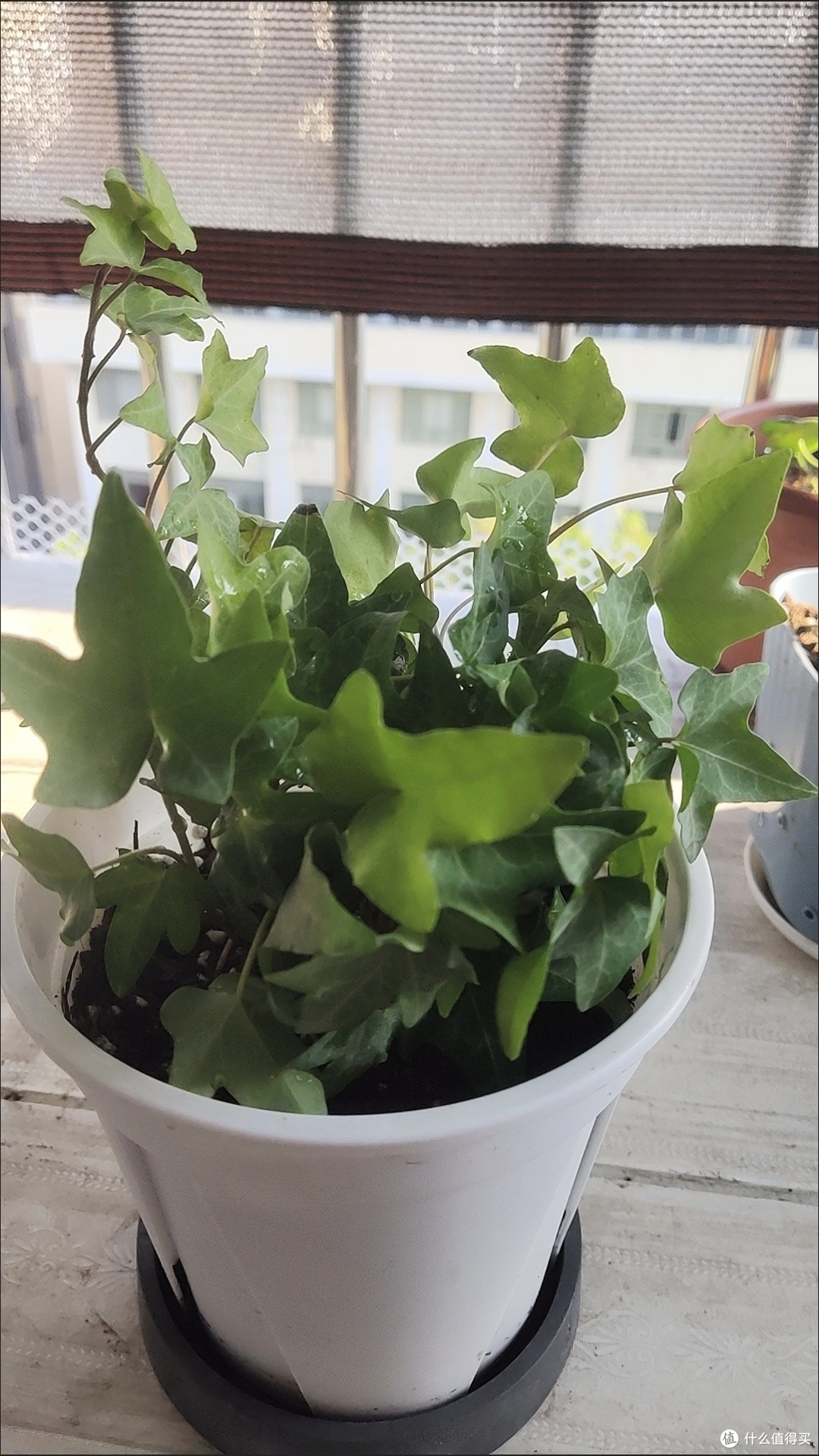 这4种植物既美又实用,轻松打造绿色氧吧