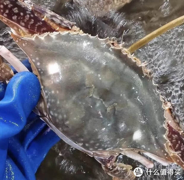 🦀解锁海鲜盛宴！3斤特大梭子蟹，每一口都是海的味道🌊