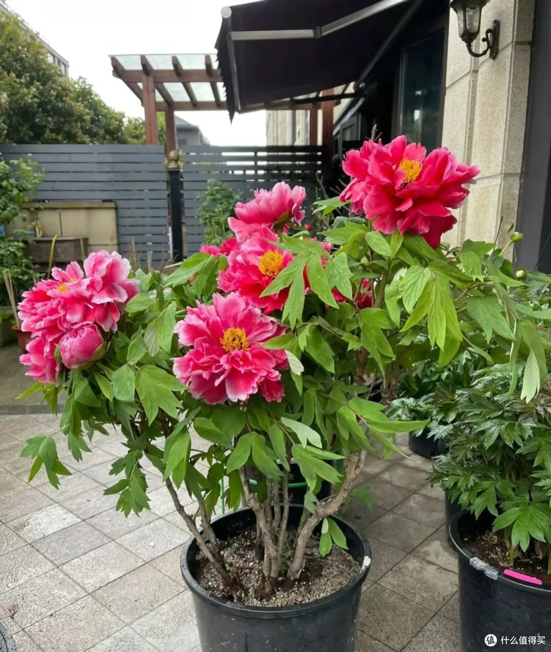 “八花进宅,兴旺发财”,家里有1盆,能带来“好兆头”