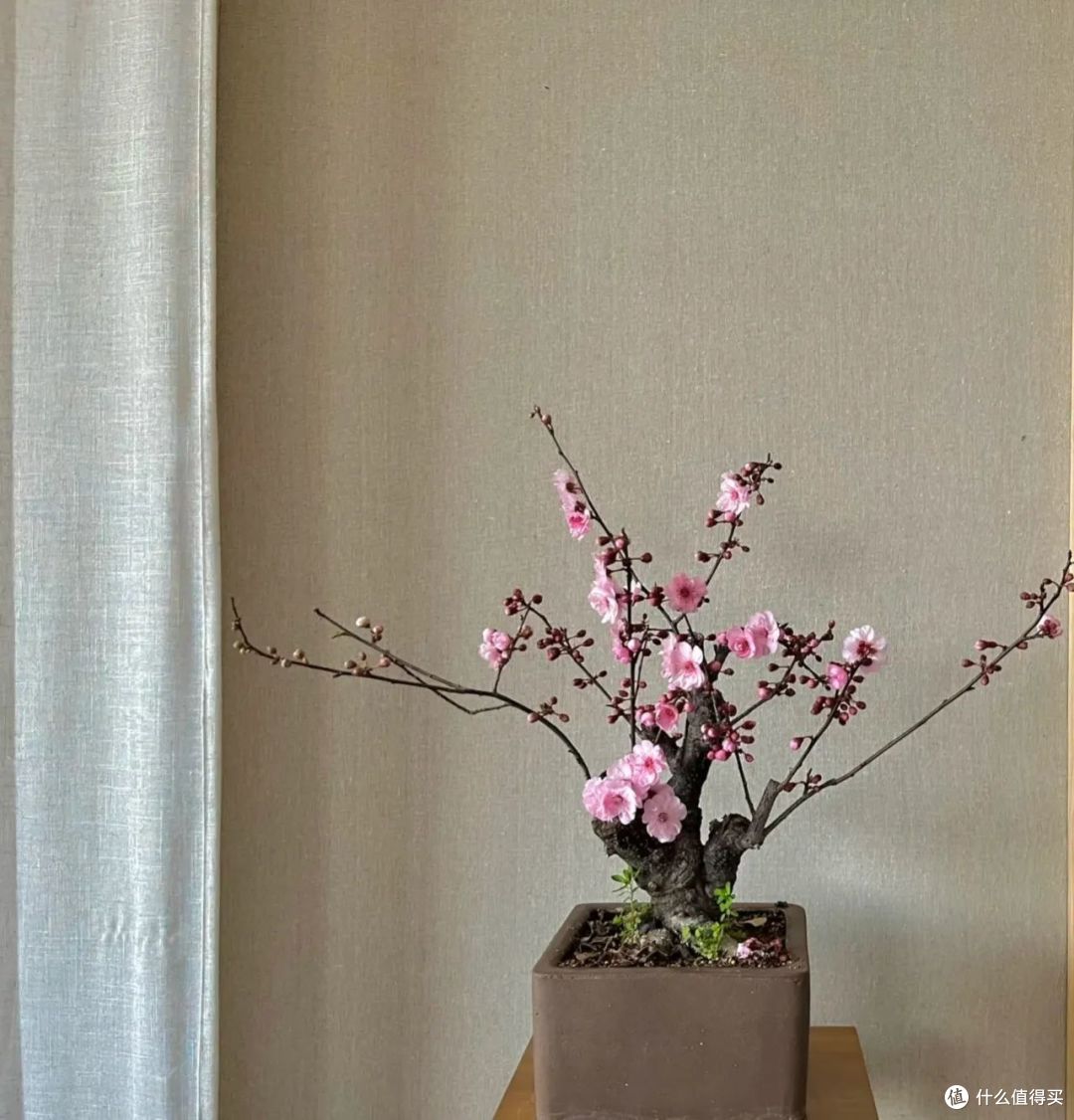 “八花进宅,兴旺发财”,家里有1盆,能带来“好兆头”
