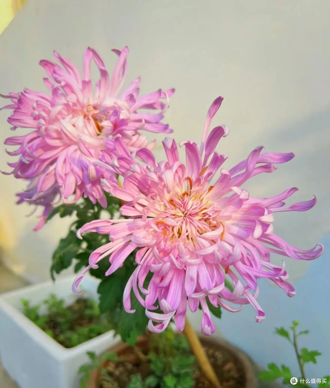“八花进宅,兴旺发财”,家里有1盆,能带来“好兆头”