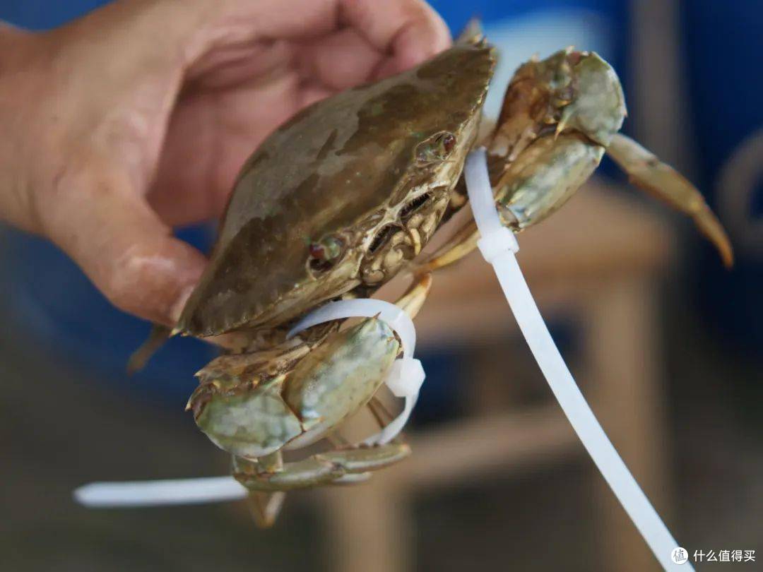全国哪的“青蟹”最好吃?经过评选,这10个地方上榜,有你家乡吗