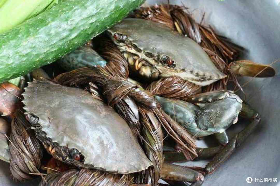 全国哪的“青蟹”最好吃?经过评选,这10个地方上榜,有你家乡吗