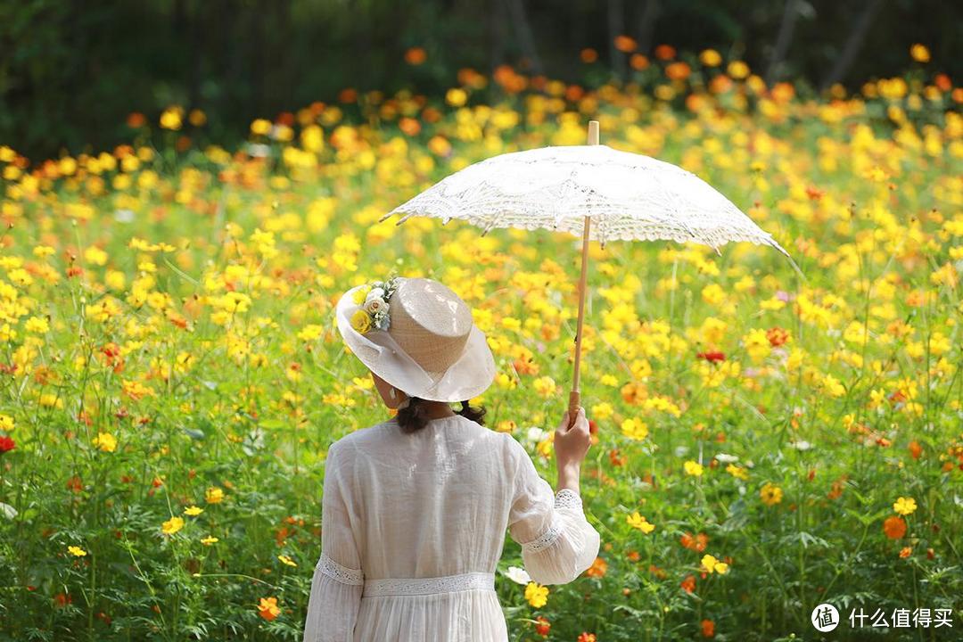 一镜走天下之北京奥森公园百日菊，初秋花海美不胜收