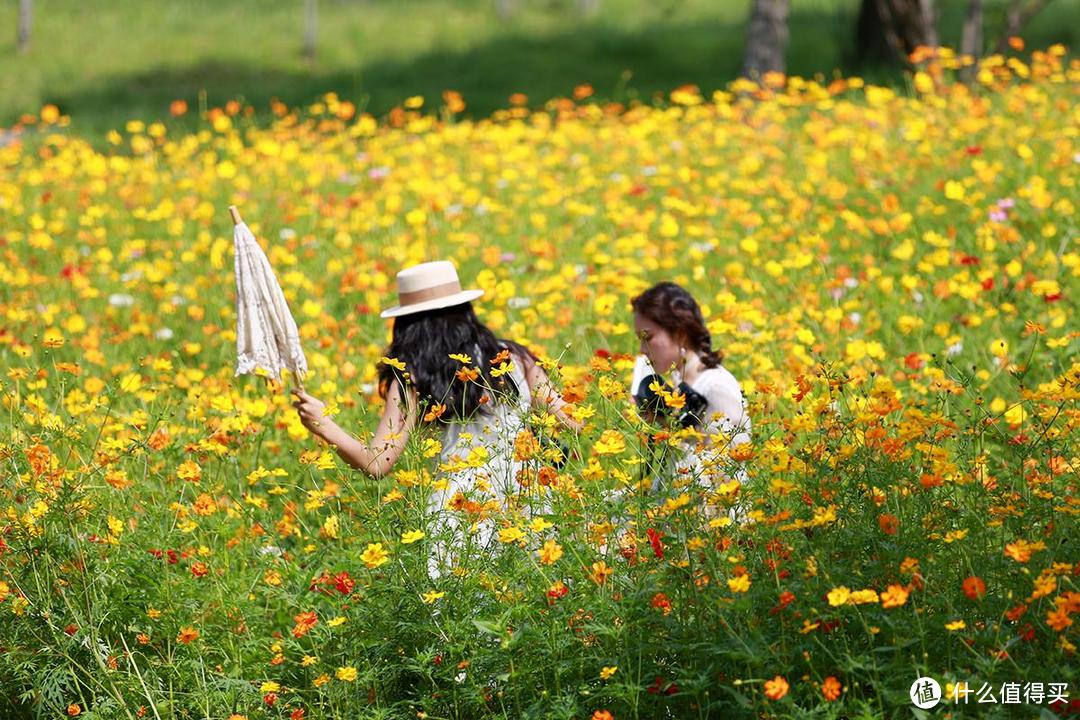 一镜走天下之北京奥森公园百日菊，初秋花海美不胜收