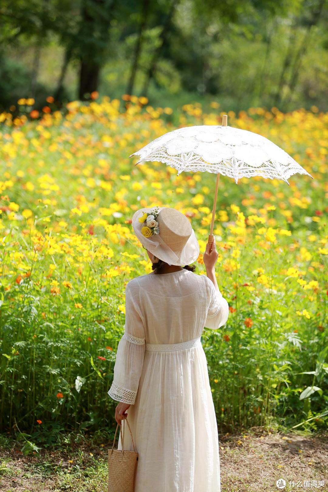 一镜走天下之北京奥森公园百日菊，初秋花海美不胜收