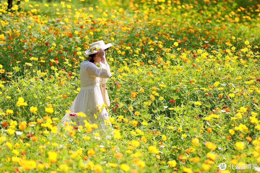 一镜走天下之北京奥森公园百日菊，初秋花海美不胜收