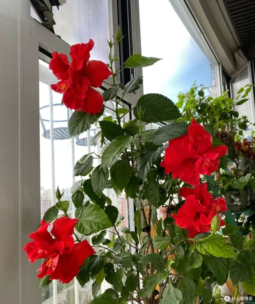 白露过后,这5种花要赶紧“掐”,掐完后会疯长,花苞疯狂蹿