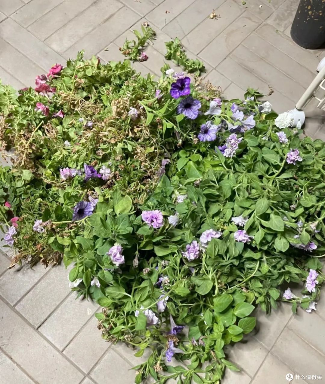 白露过后,这5种花要赶紧“掐”,掐完后会疯长,花苞疯狂蹿
