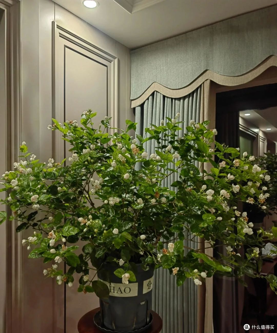 白露过后,这5种花要赶紧“掐”,掐完后会疯长,花苞疯狂蹿