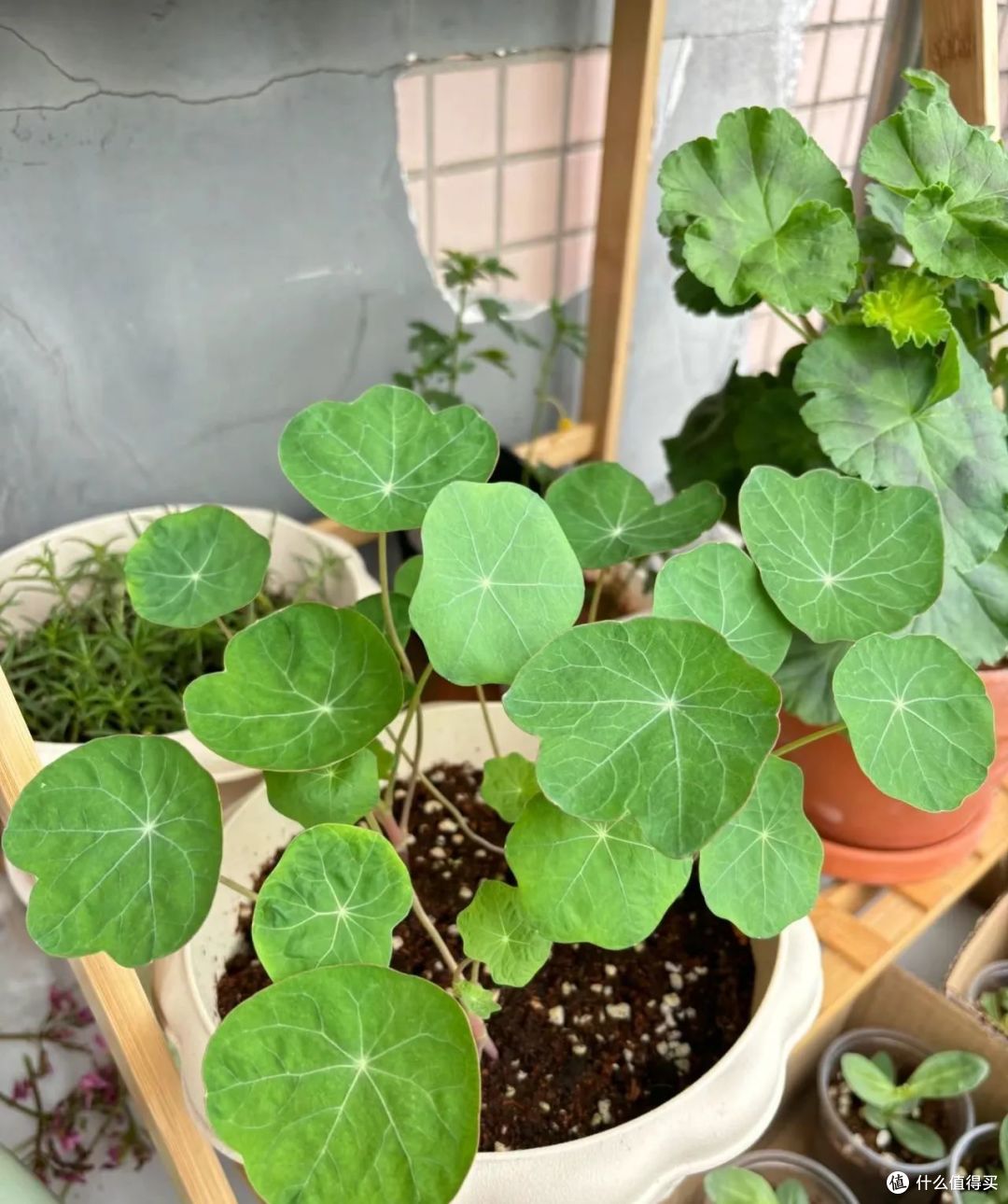 白露过后,这5种花要赶紧“掐”,掐完后会疯长,花苞疯狂蹿