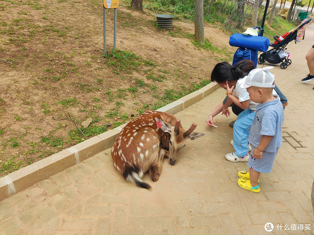 周末带娃好去处，游乐设施、花草树木、大连gai溜子这里都有——山海奇幻谷