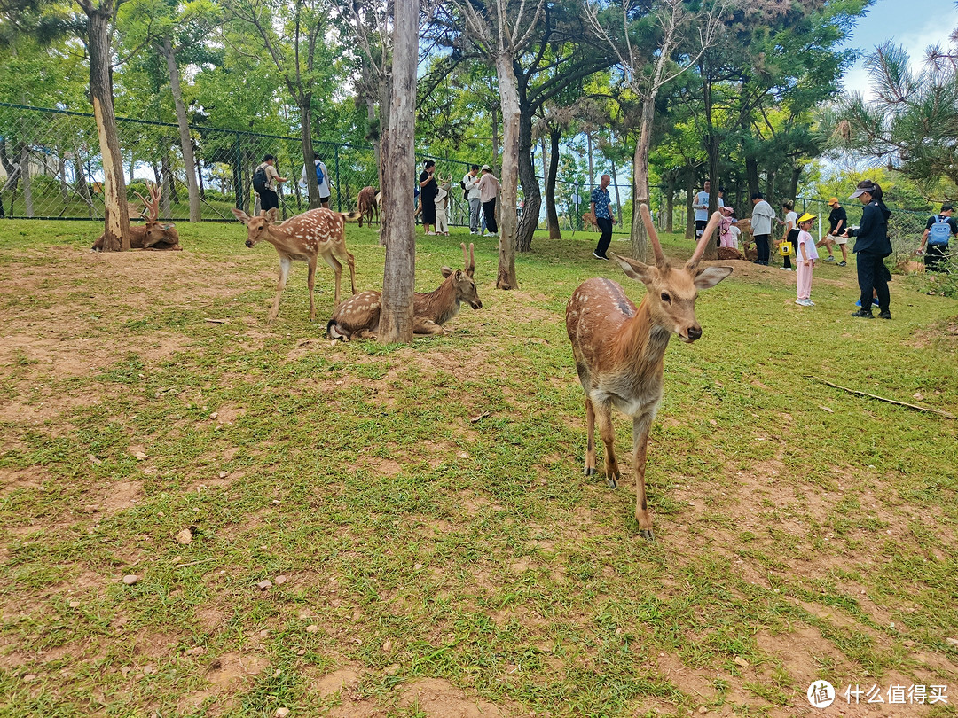 周末带娃好去处，游乐设施、花草树木、大连gai溜子这里都有——山海奇幻谷