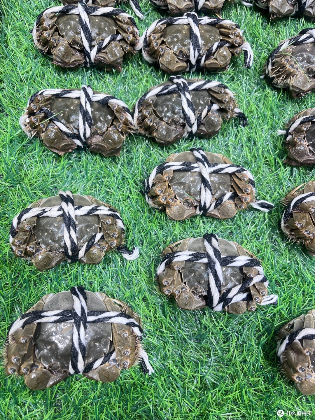 🎑月满中秋🥮…阳澄湖的大螃蟹🐔🦆🎣🥩🦀️请就位👏👏👏