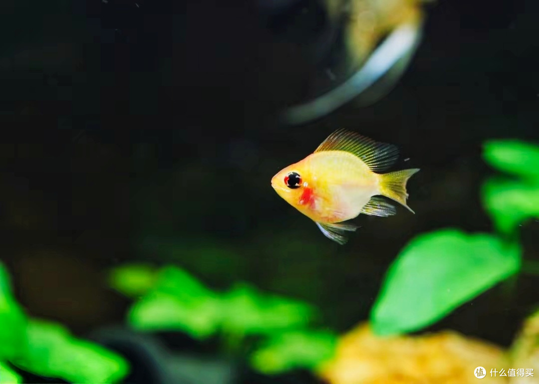 都说金波子好看不好养,我们该如何养?老鱼友的方法要知道