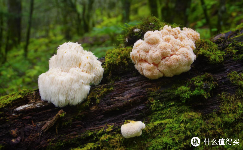 【舌尖上的黑神话】不仅能炼丹还能炼制佳肴，呆萌猴头菇悟空吃了都点赞