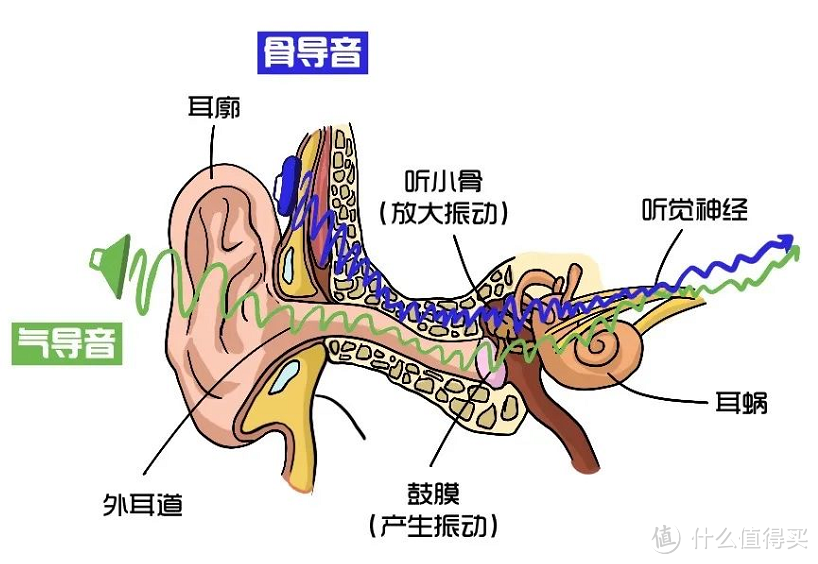 塞那S6S在实际使用中表现如何？骨传导耳机与塞那S6S气传导耳机深度解析