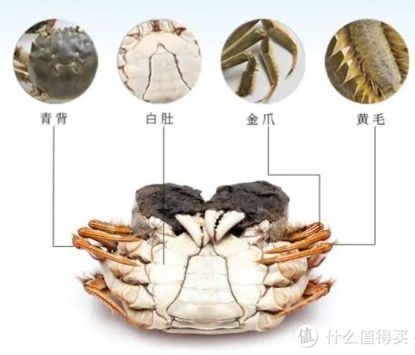 如何挑选大闸蟹：从色泽到活力，教你怎样挑选膏黄饱满的大闸蟹