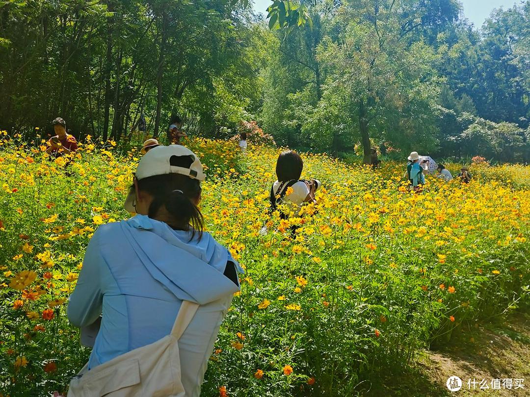 出游随拍之奥森公园的地肤草和百日菊是初秋限定的色彩