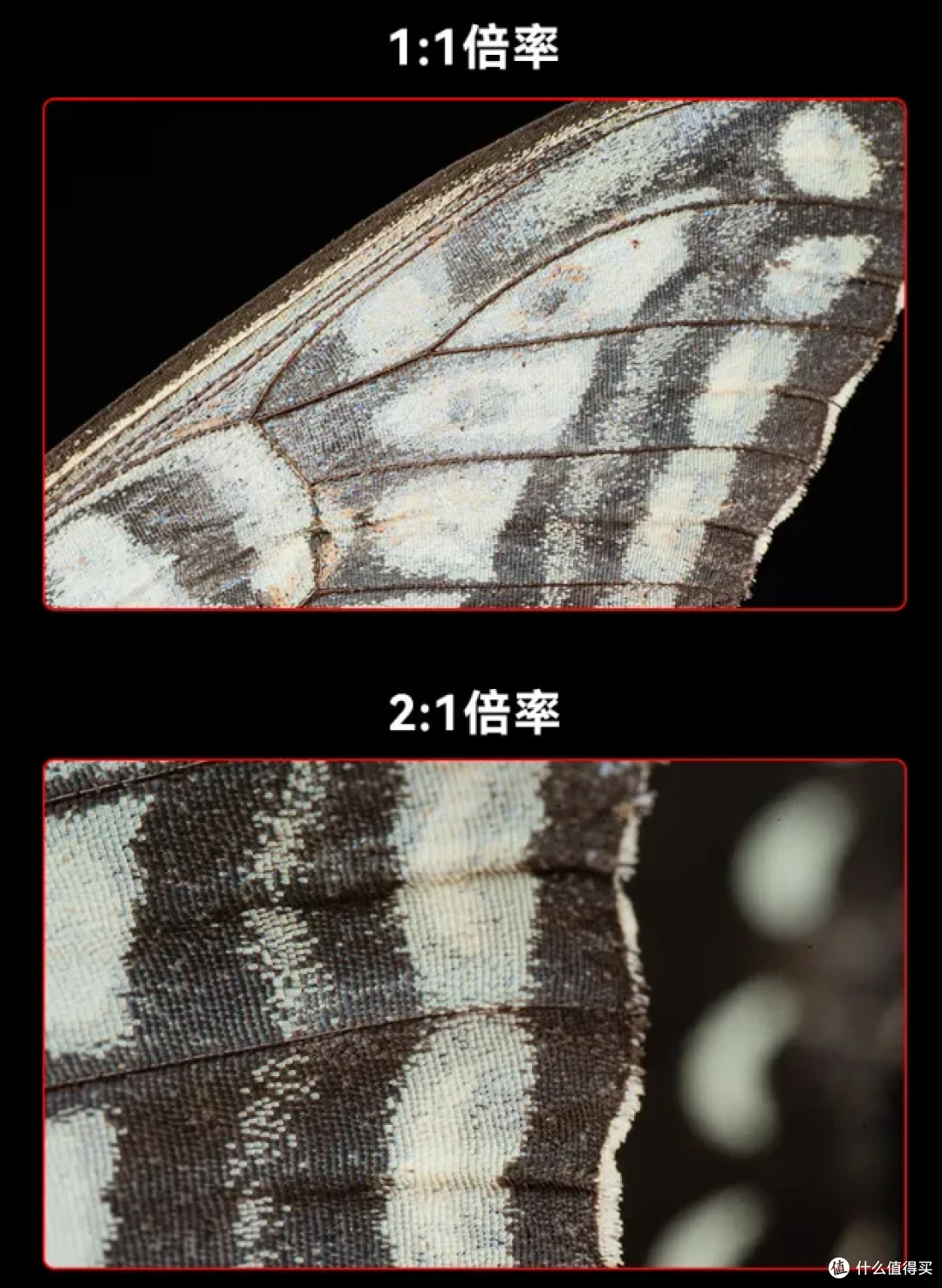 价格一千出头 七工匠推出60mm F2.8全画幅微距镜头,放大倍率2倍