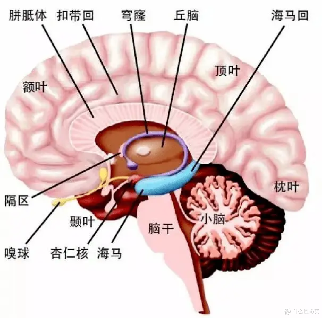15分钟奇迹:快节奏生活中的高效冥想指南 - 重塑大脑,提升专注力