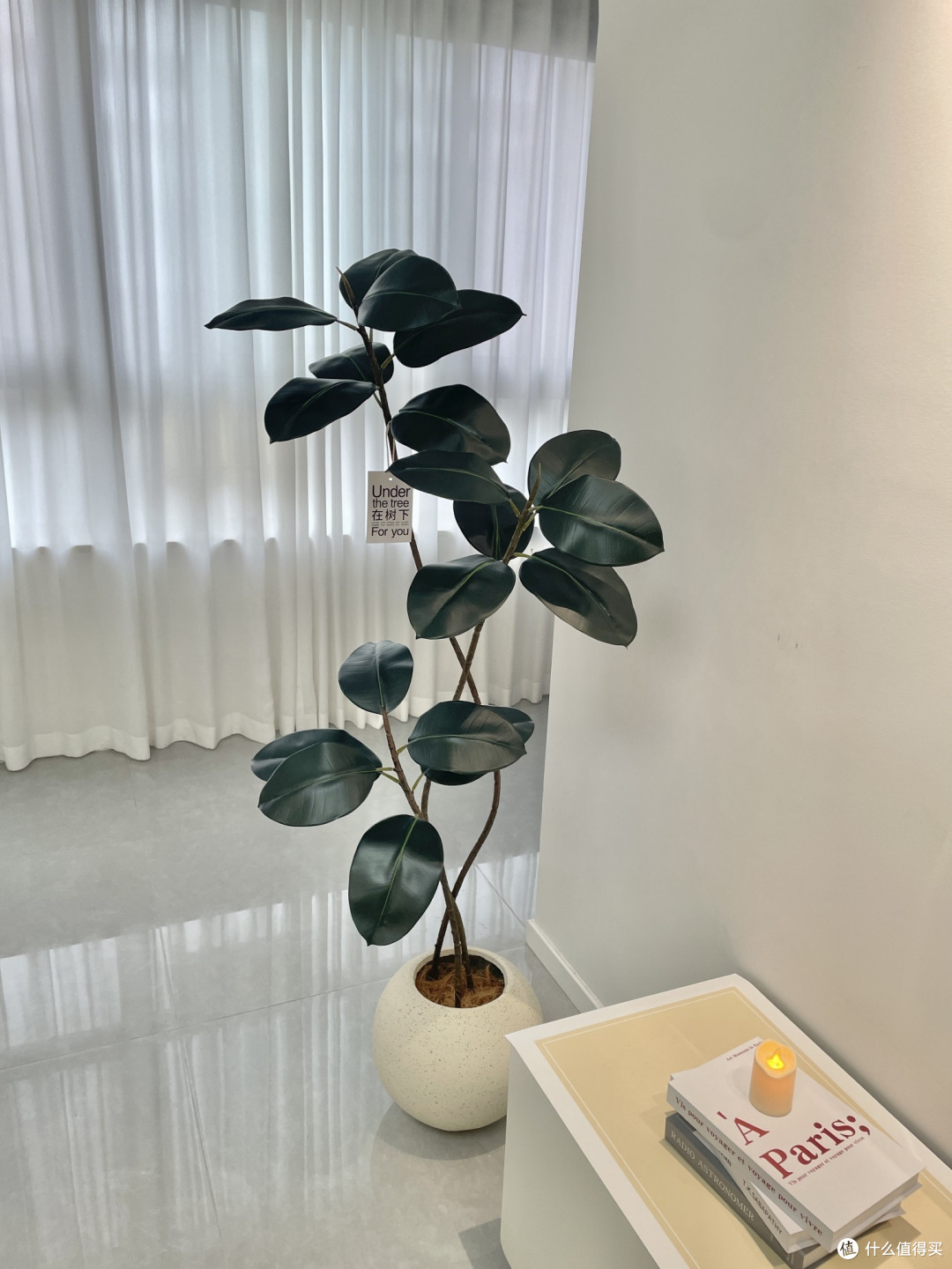 黑金刚橡皮树，你家客厅的新宠？
