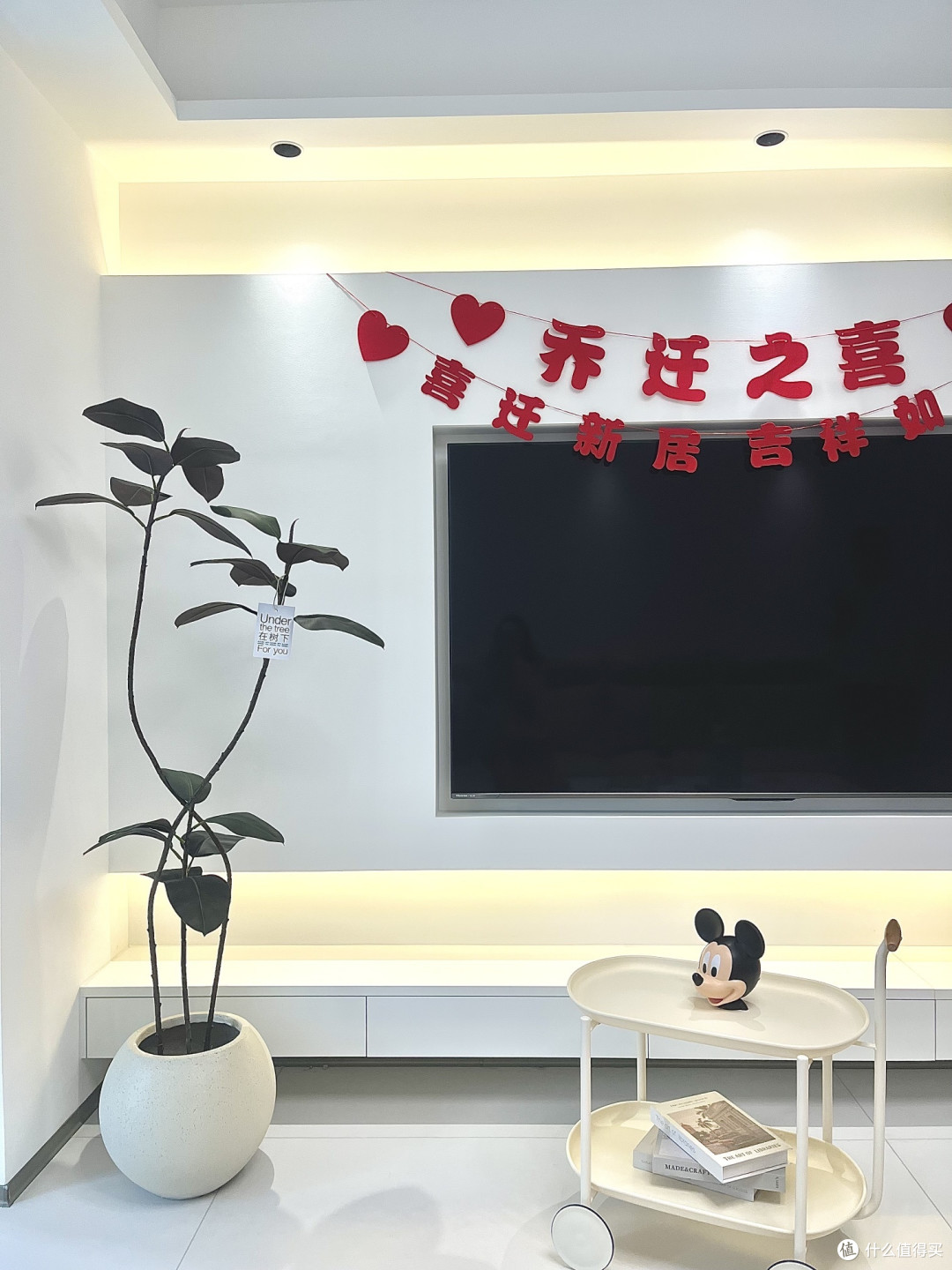 黑金刚橡皮树，你家客厅的新宠？