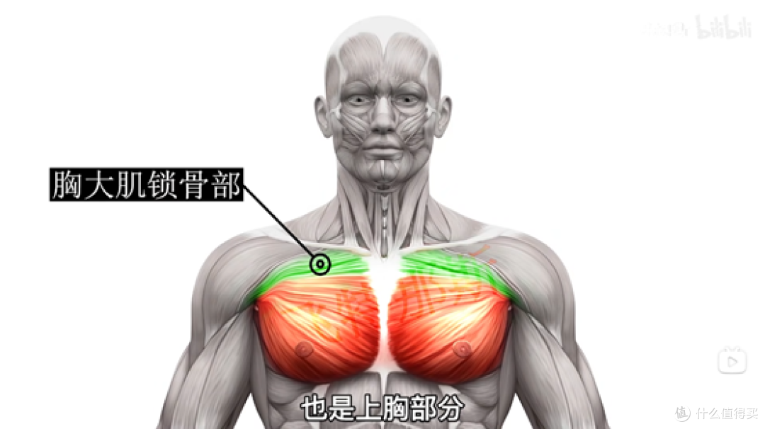 上胸