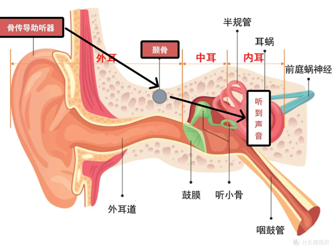 科学守护，不入耳也能听清自然的声音——左点骨传导助听器