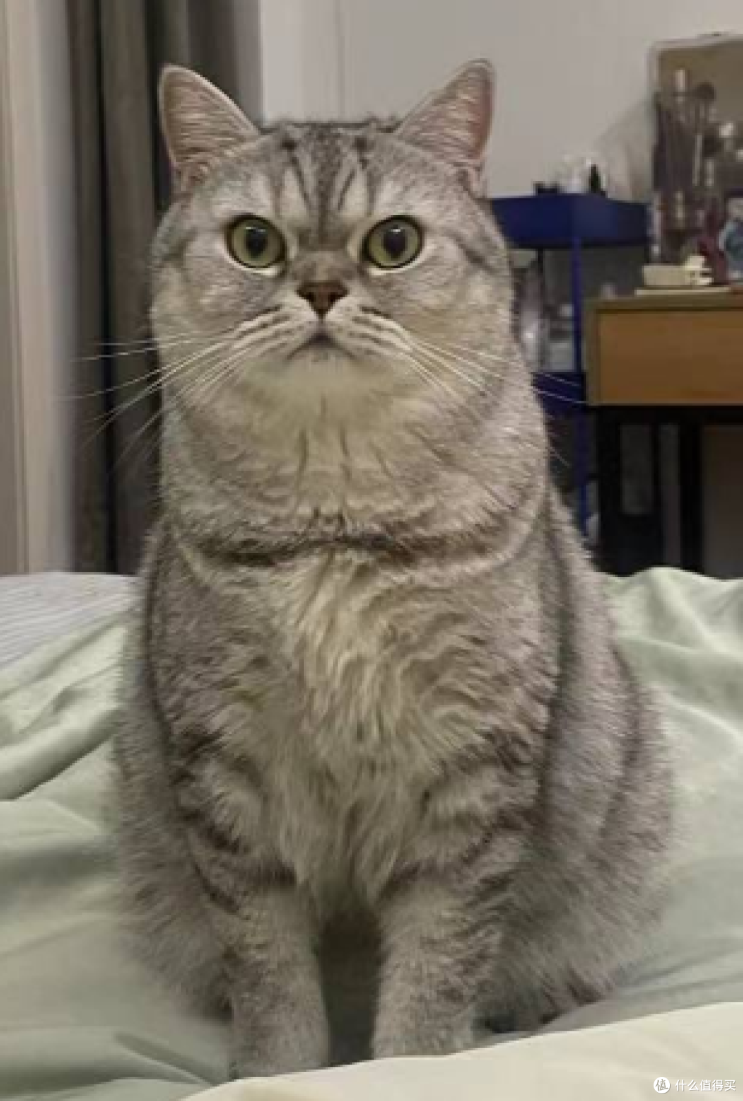 喵星人必备!超实用猫咪护理指南