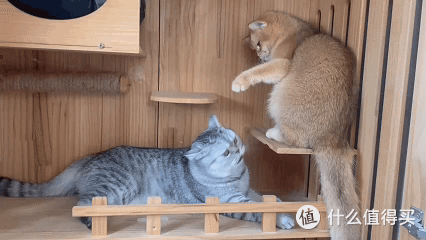喵星人必备!超实用猫咪护理指南