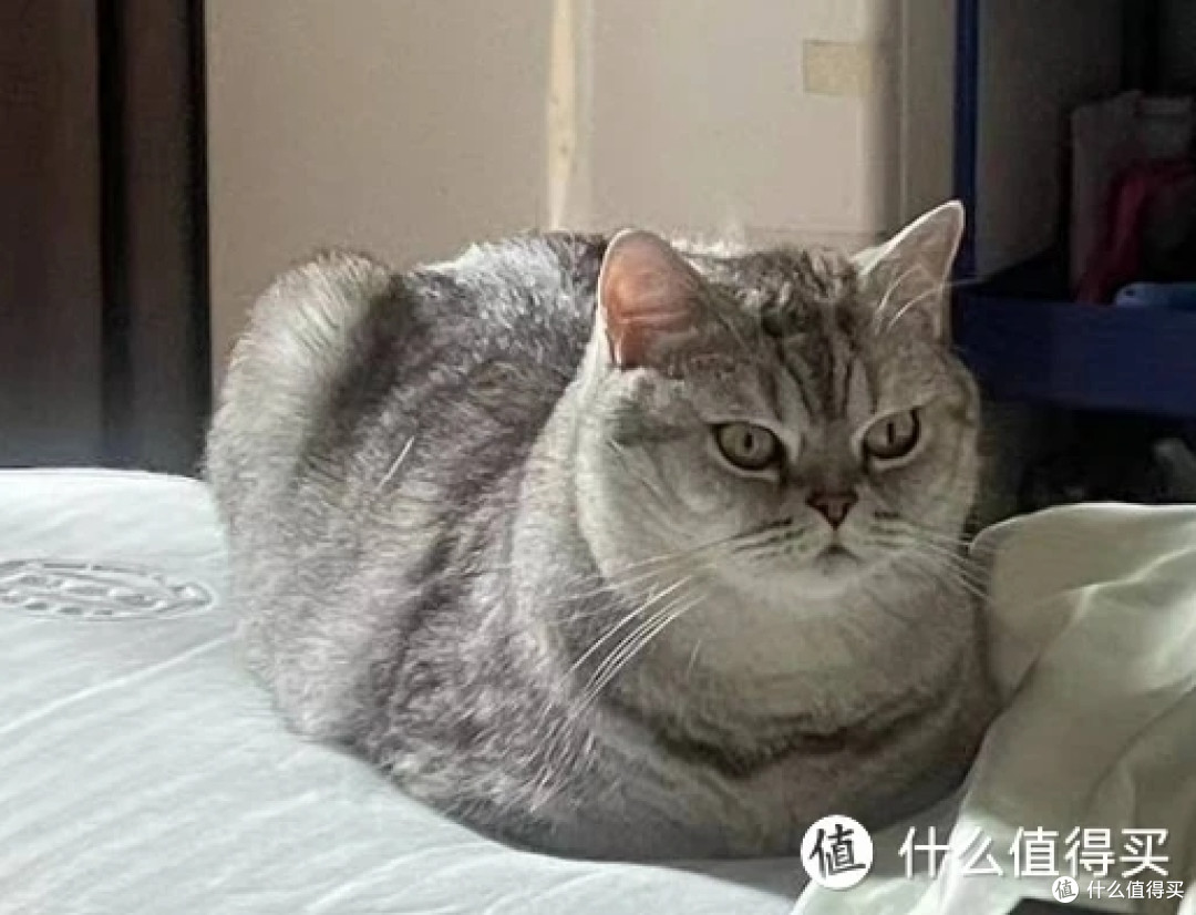 喵星人必备!超实用猫咪护理指南