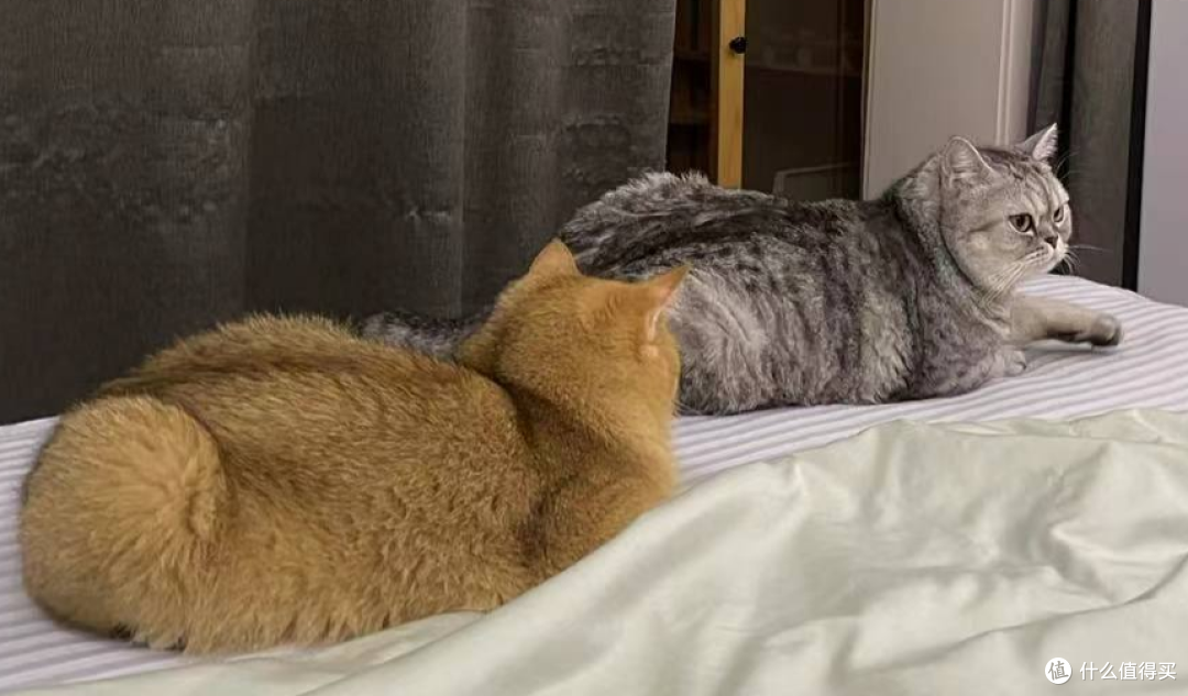 喵星人必备!超实用猫咪护理指南