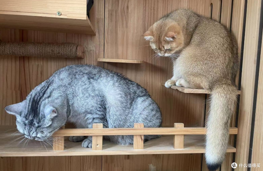 喵星人必备！超实用猫咪护理指南