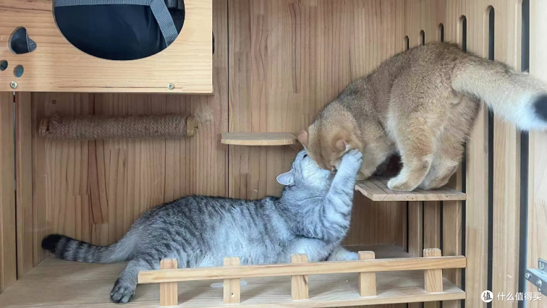 喵星人必备!超实用猫咪护理指南