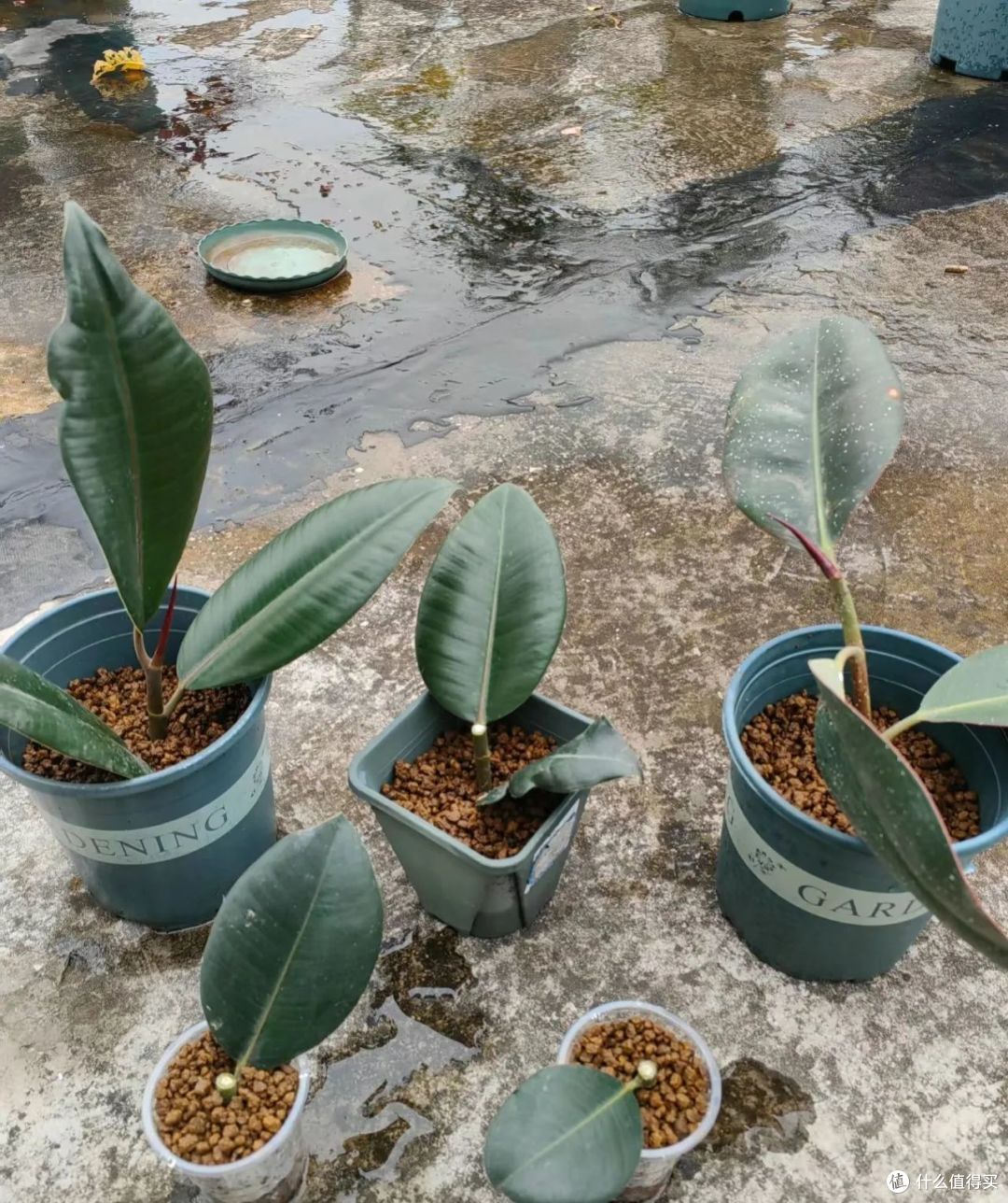 中秋后，4种花赶紧扦插，活后呼呼长，简单又省心！