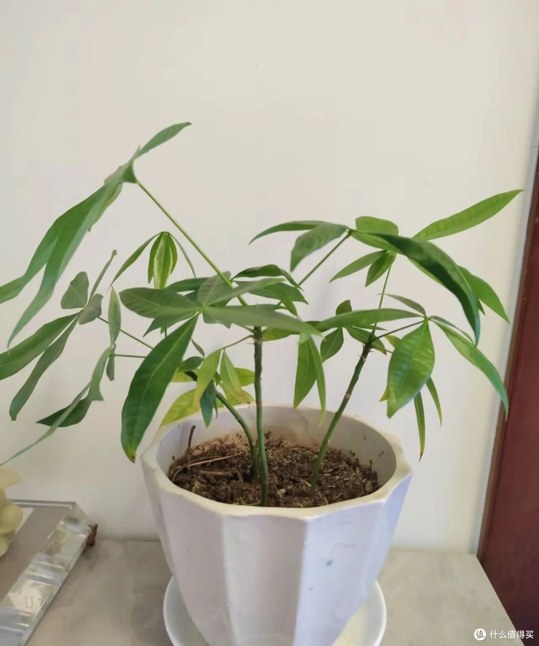 中秋后，4种花赶紧扦插，活后呼呼长，简单又省心！