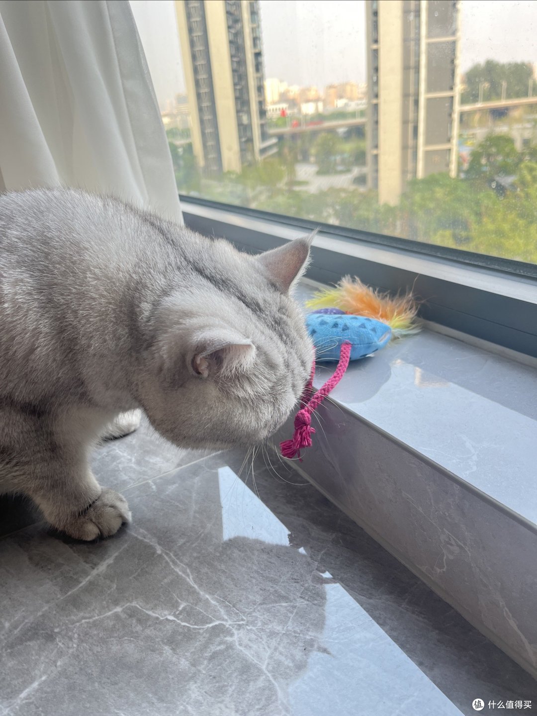 养猫必不可少的神器给大家推荐一下~