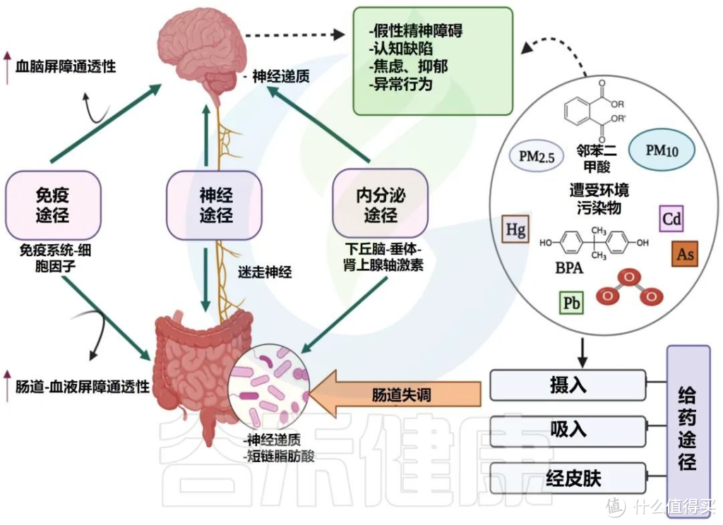 肠道菌群与健康：你的第二大脑如何影响全身 - 解密体内的微生物王国