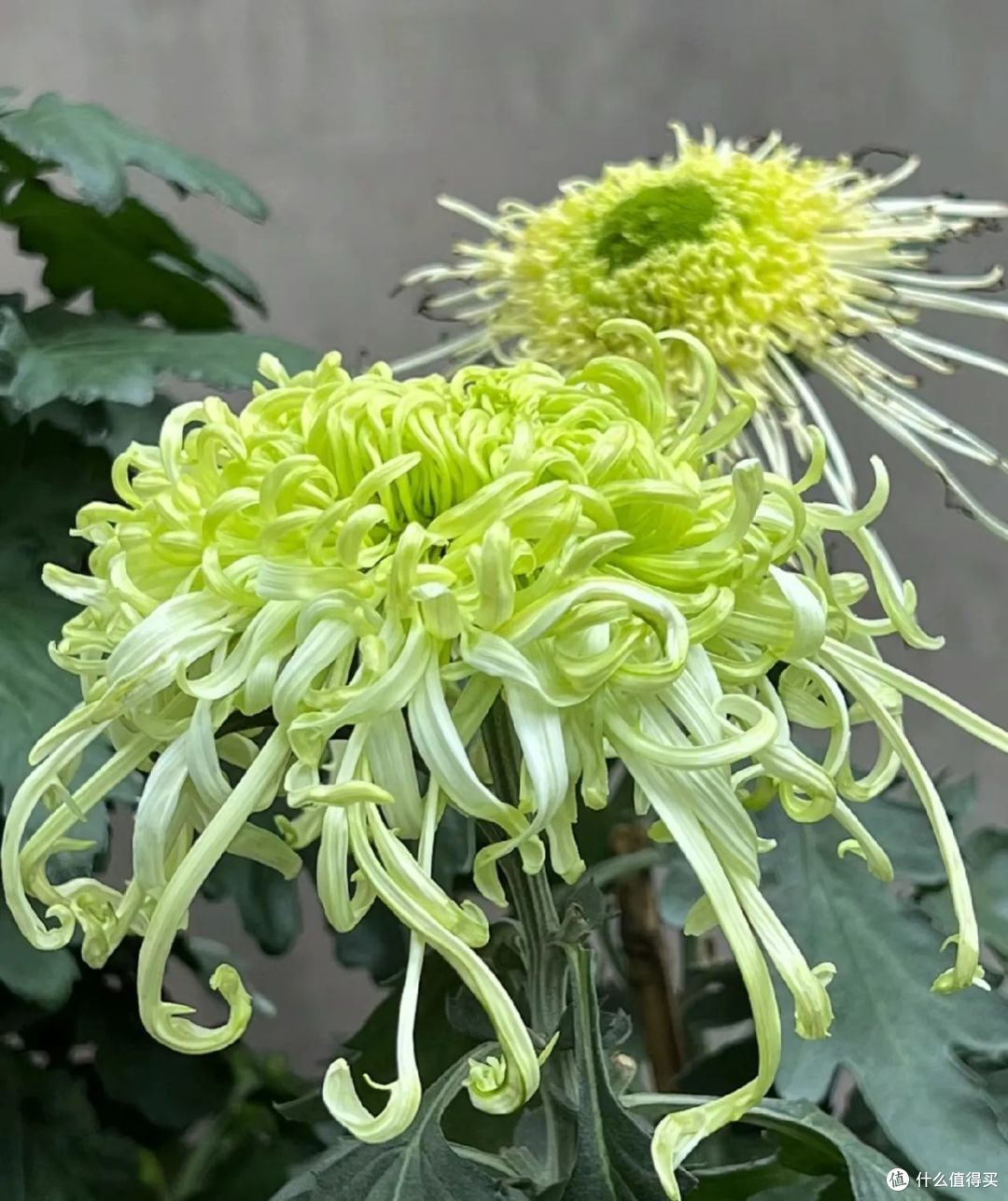 中秋后，给8种花“套个袋”，花苞猛蹿，早早开“爆盆”