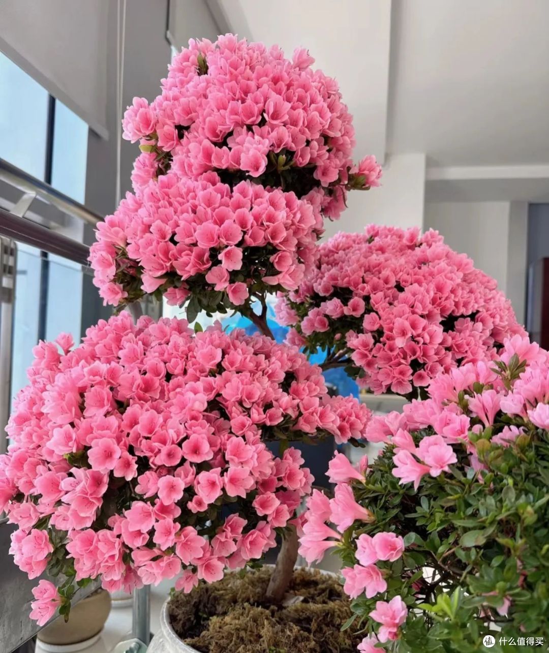 中秋后，给8种花“套个袋”，花苞猛蹿，早早开“爆盆”