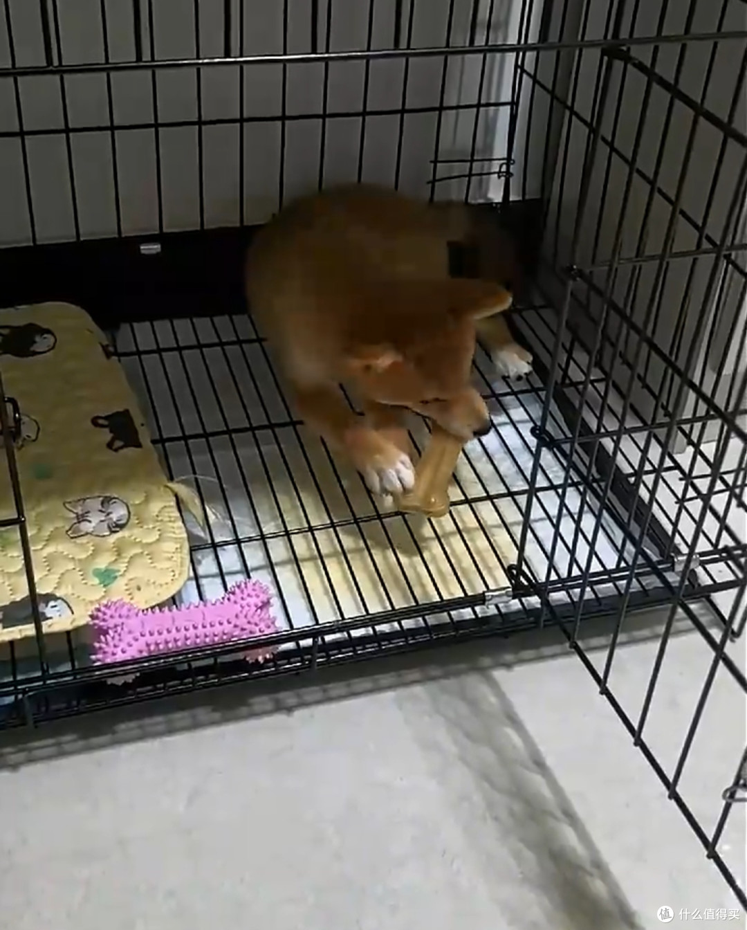 狗狗磨牙棒,告别家具破坏者!