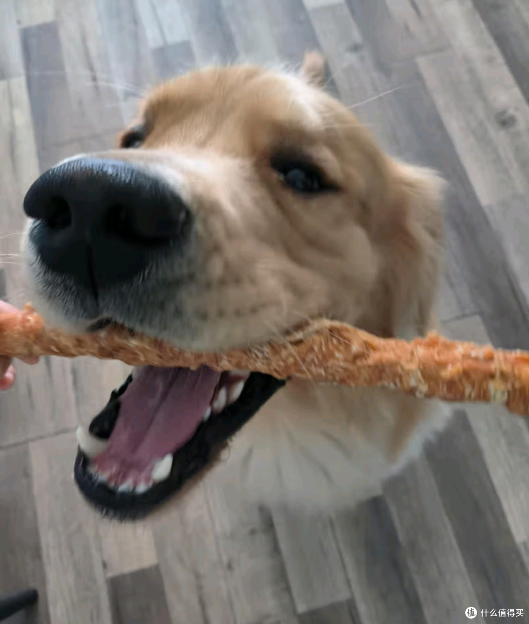 狗狗磨牙棒,告别家具破坏者!