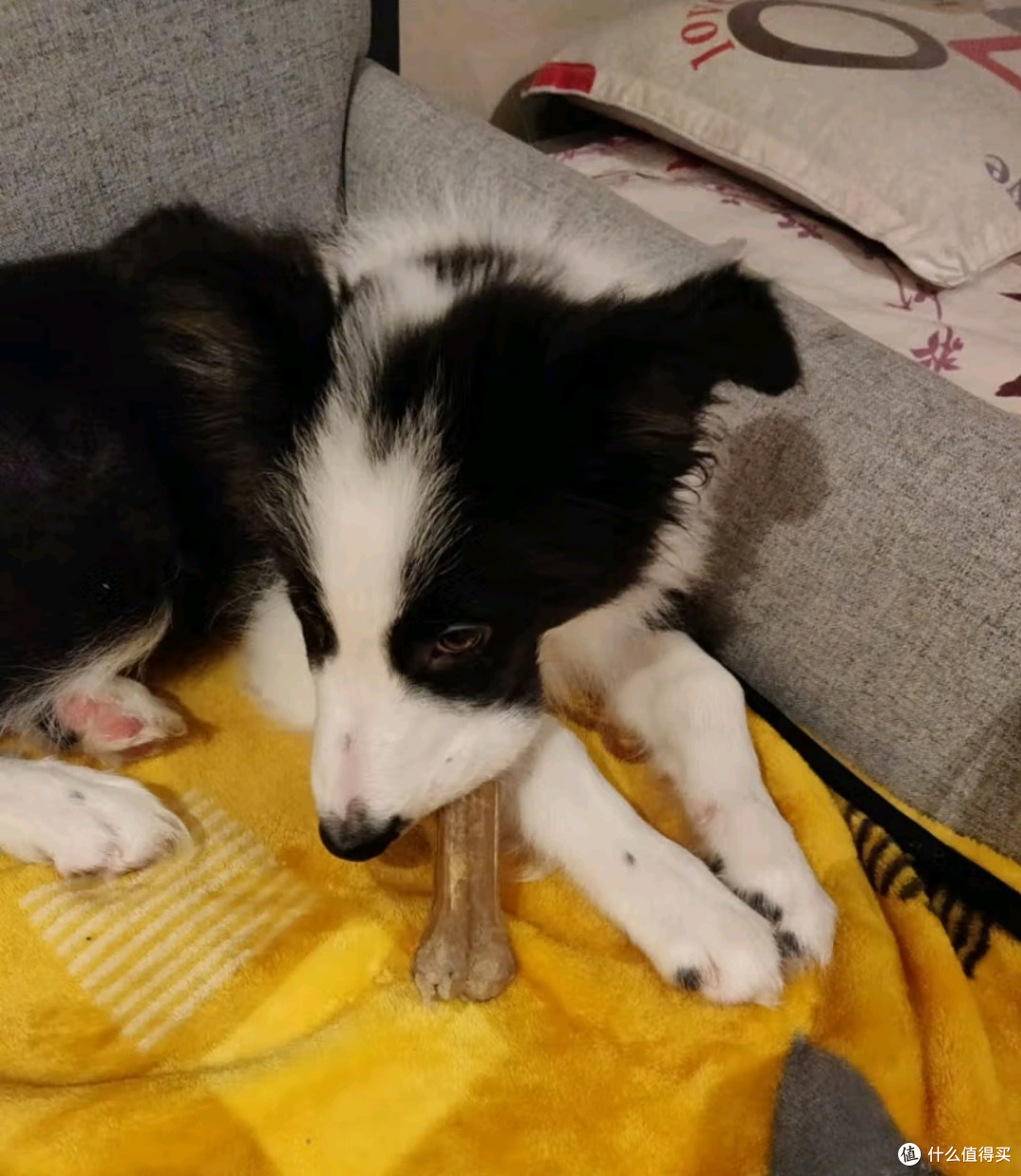 狗狗磨牙棒,告别家具破坏者!