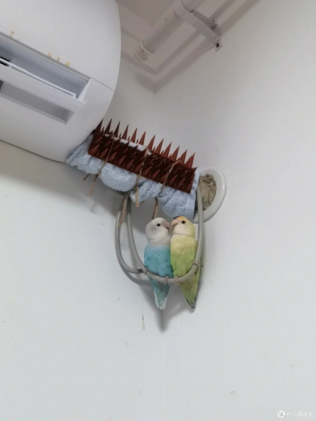 它们自己也会找哪里凉快