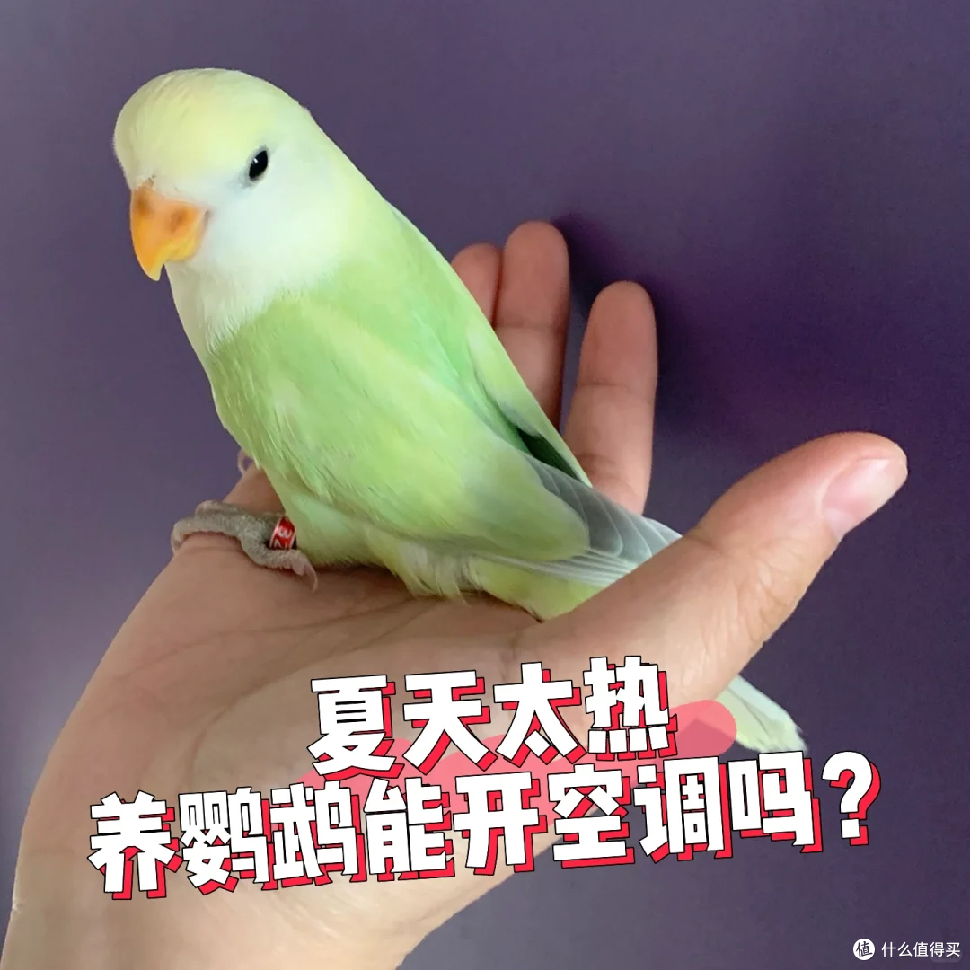 闲聊鹦鹉能不能吹空调