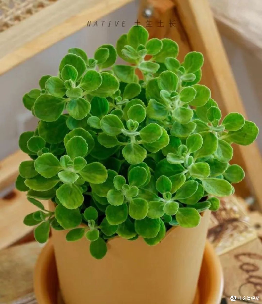 国庆节前后,5种花要“掐头”,越掐越旺盛,开花快又多!