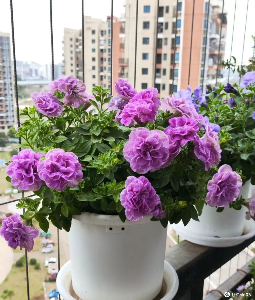 国庆节前后,5种花要“掐头”,越掐越旺盛,开花快又多!