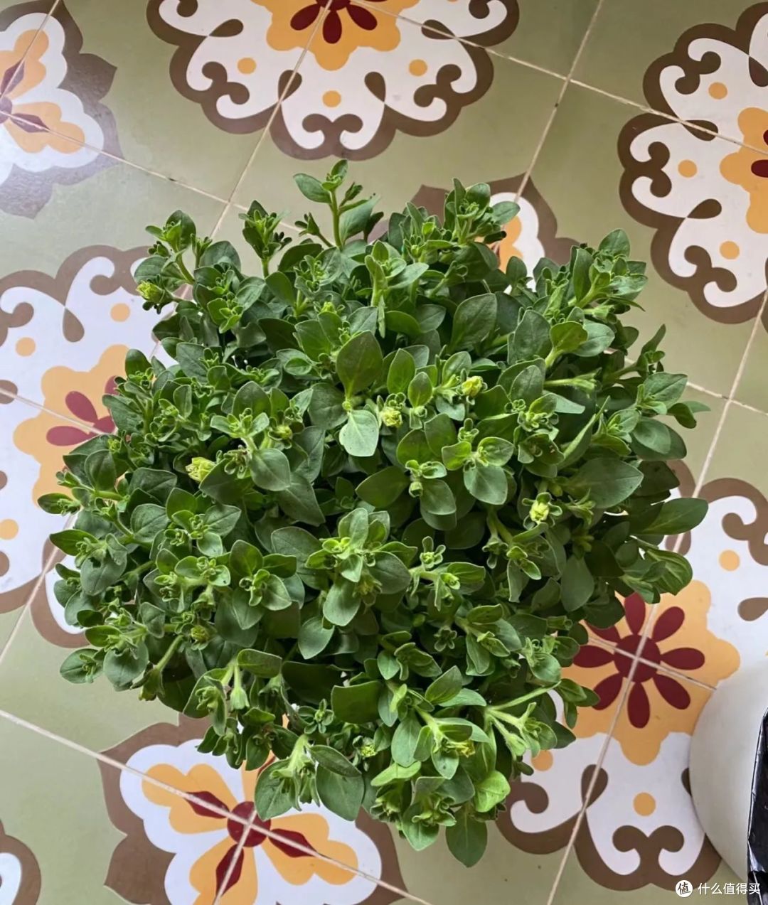 国庆节前后,5种花要“掐头”,越掐越旺盛,开花快又多!